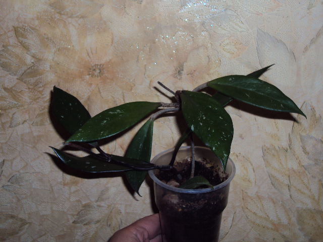 DSC07723.JPG