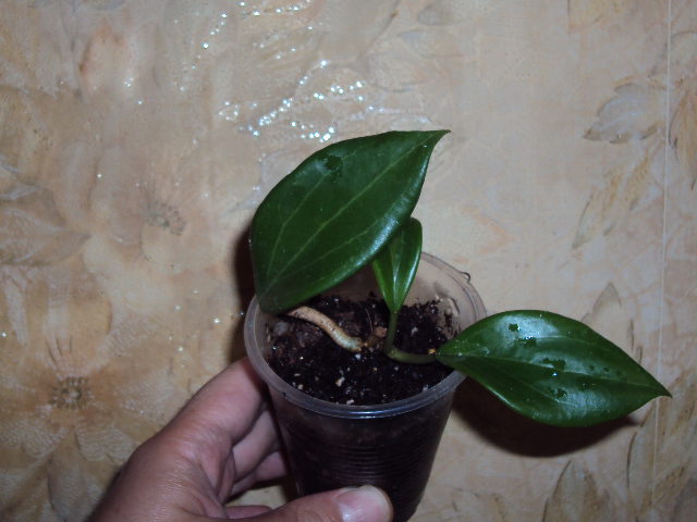 DSC07720.JPG
