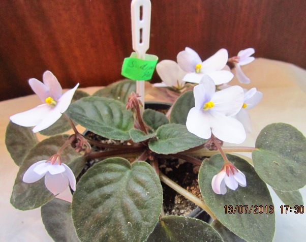 S. diplotricha Punter.JPG