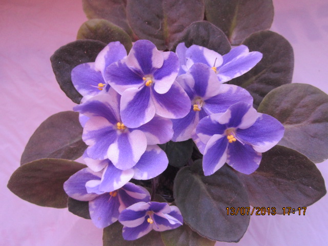 Sharon (Humako).JPG