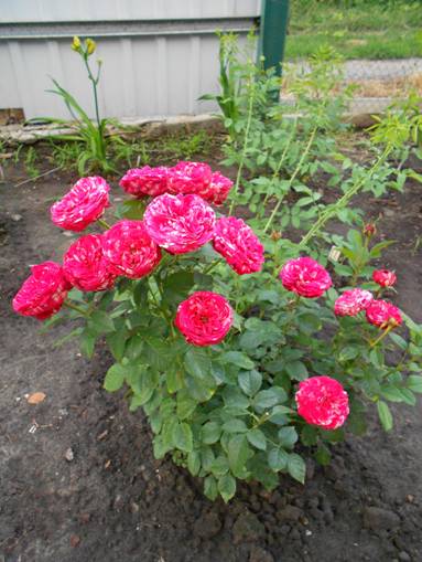 ранункула 45002.jpg