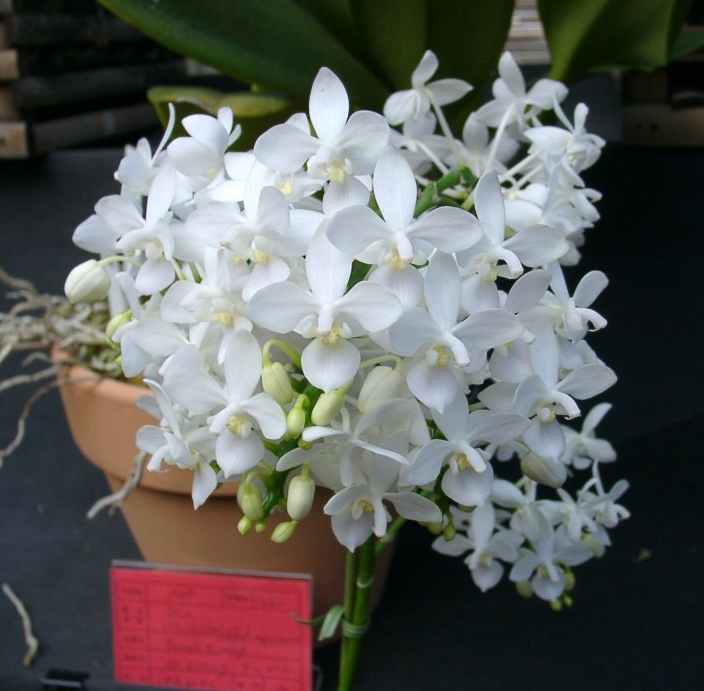 Phal~equestris~var~alba20031122FYokoshima.jpg
