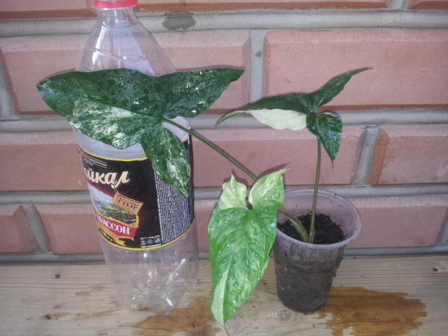 20130728_080501.jpg