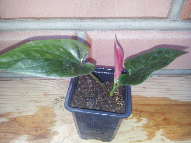 20130728_080434.jpg