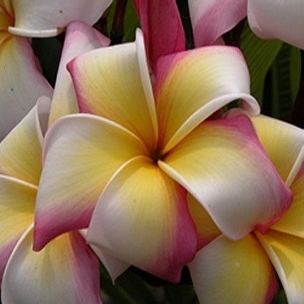 Plumeria Rainbow Ribbon.jpg