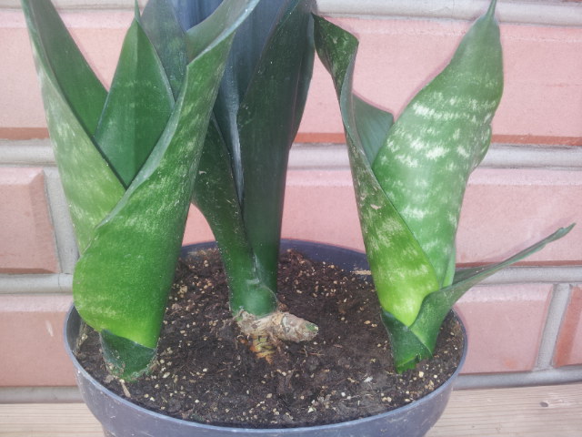 20130729_105109.jpg