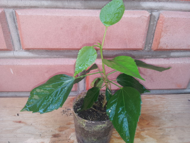 20130728_112904.jpg