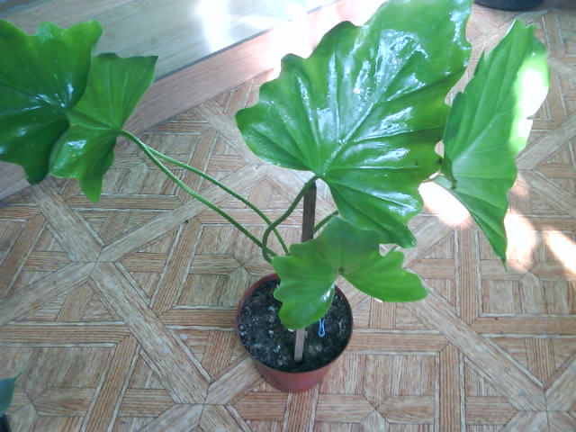 DSC00475.JPG