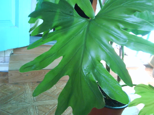 DSC00477.JPG