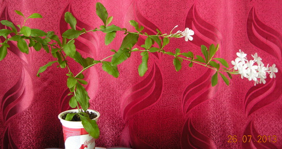 DSCN2239.JPG