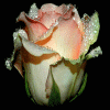 5.gif