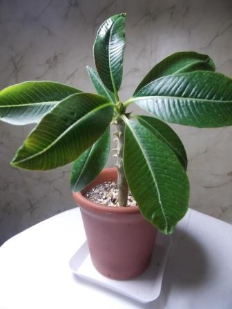 DSCN3493.JPG