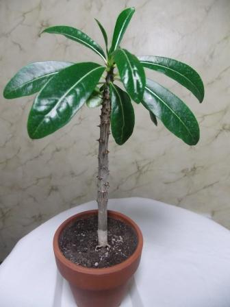 DSCN3505.JPG
