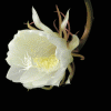 7.gif