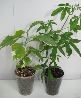 Копия IMG_0007.JPG