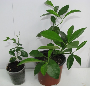 Копия IMG_0003.JPG