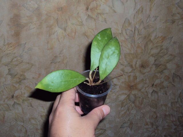 DSC07747.JPG