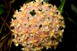 Hoya-erythrostemma_pink.jpg