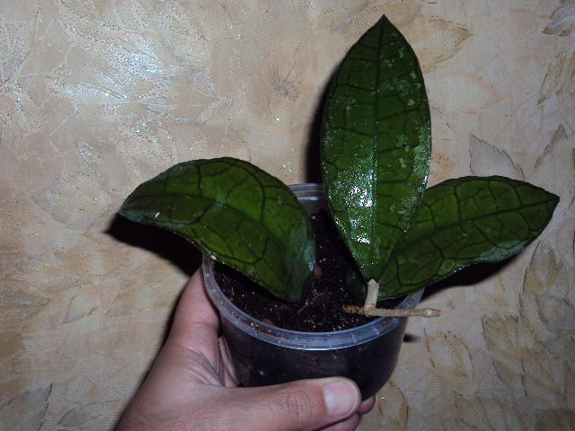 DSC07752.JPG