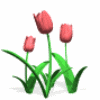 12.gif