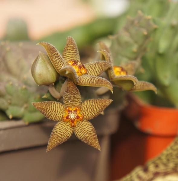 Piaranthus foetidus.JPG