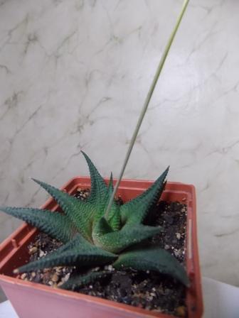 DSCN3471.JPG