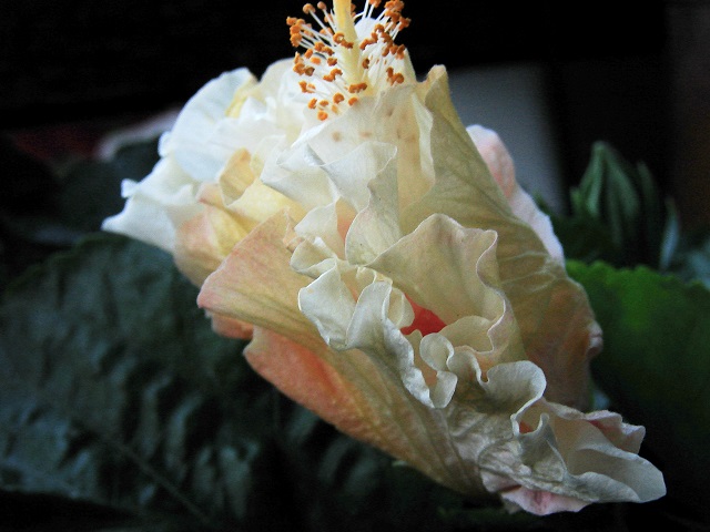 DSC05823fff.jpg