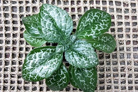 sinensis Hisako.jpg