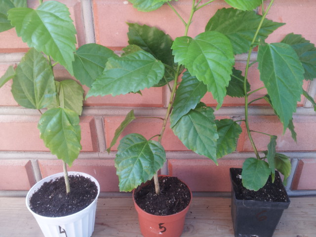 20130802_085306.jpg