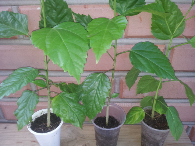 20130802_074752.jpg