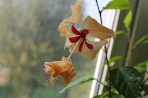 IMG_0631.jpg