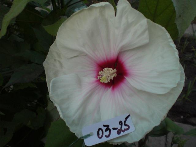 03-25, 90 грн.jpg