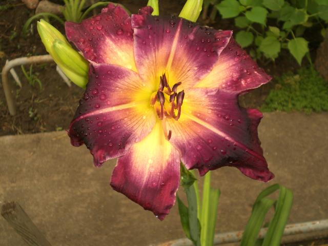 сеянец 6-3, 2013 г.jpg