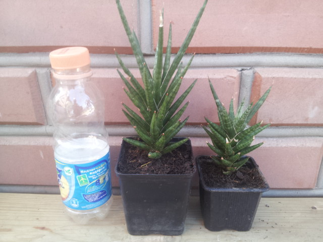 20130804_075054.jpg