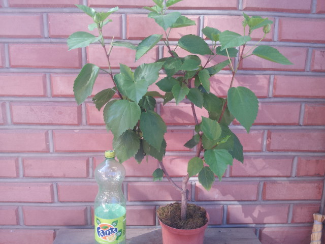 20130804_083619.jpg