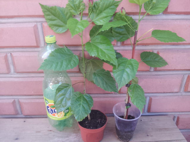 20130804_082233.jpg