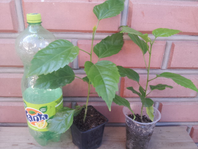 20130804_082342.jpg