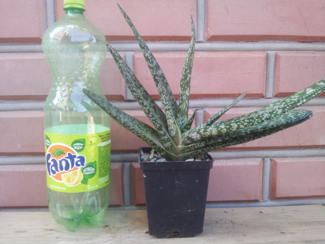 20130804_075428.jpg