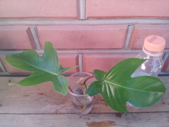 20130804_102153.jpg