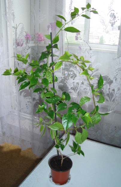 DSC00272.JPG