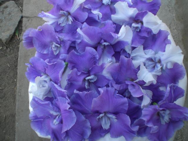 CIMG0171.jpg