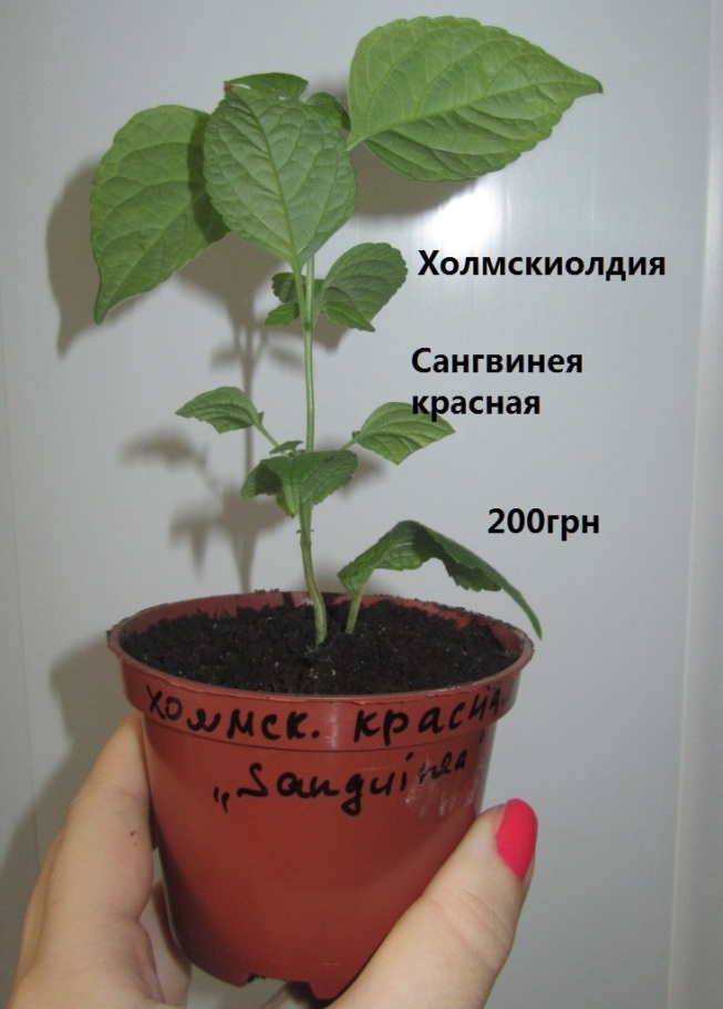 IMG_0162.JPG