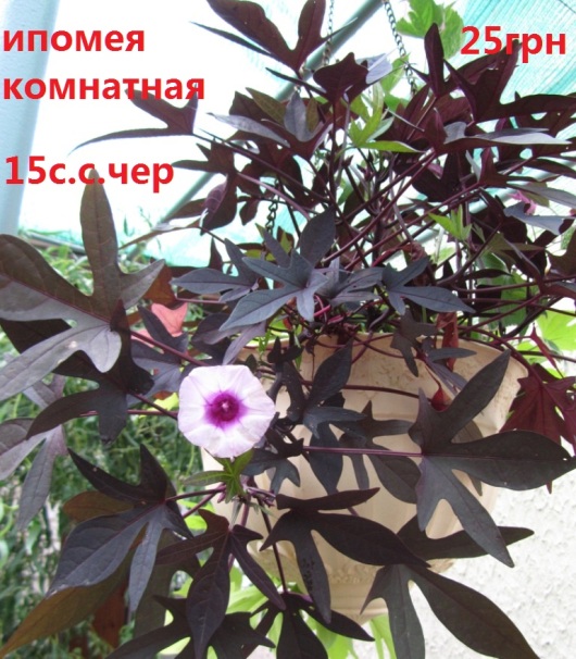 IMG_0236.JPG