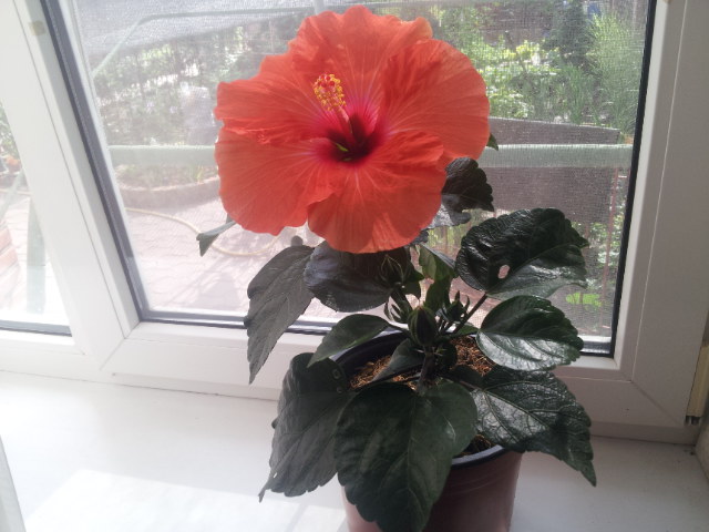 20130805_163120.jpg