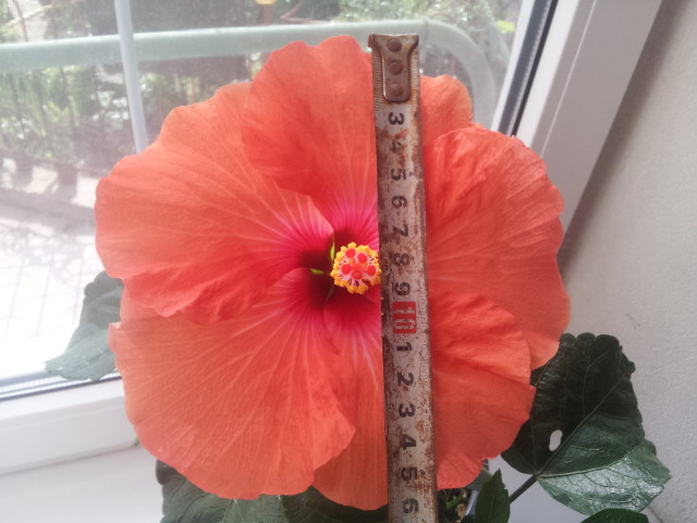 20130805_163022.jpg