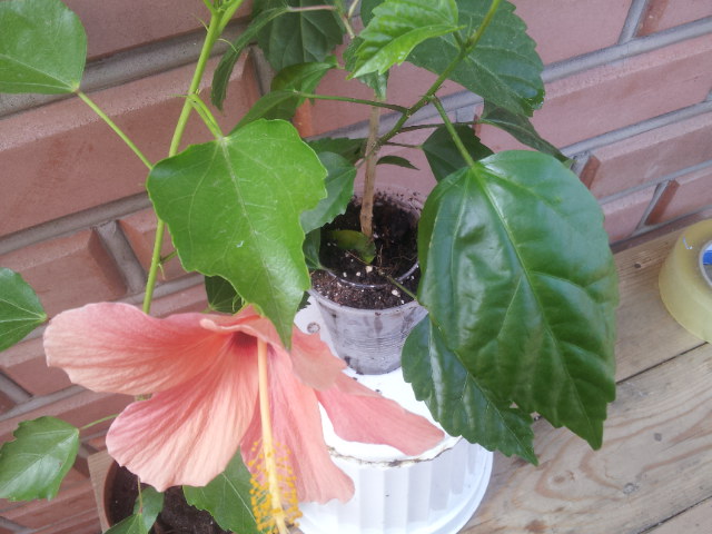 20130806_075610.jpg