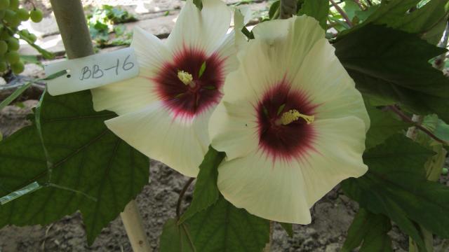 S73F7331.jpg