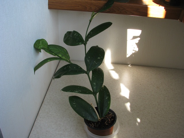 Hoya lobbii.JPG