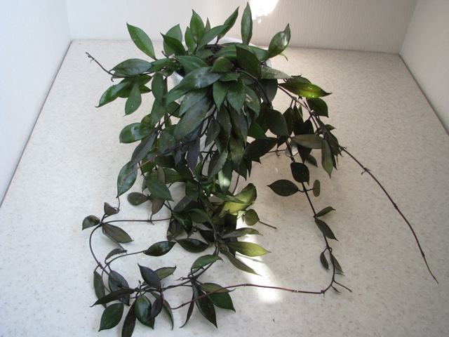 Hoya lacunosa Tove.JPG