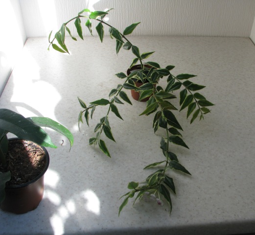 Hoya Bella variegata.JPG